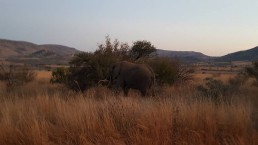 AUWC Kuerkievari - South Africa